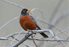 American Robin